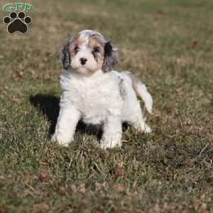 Frosty, Cavapoo Puppy